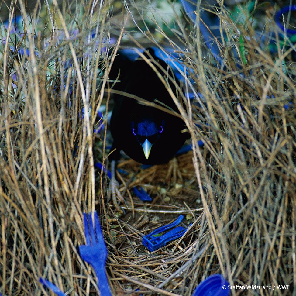 アオアズマヤドリのあずまや