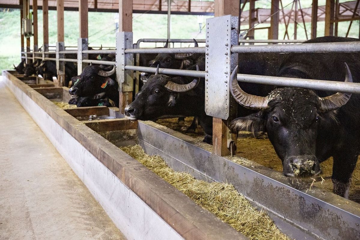 飼育されている水牛