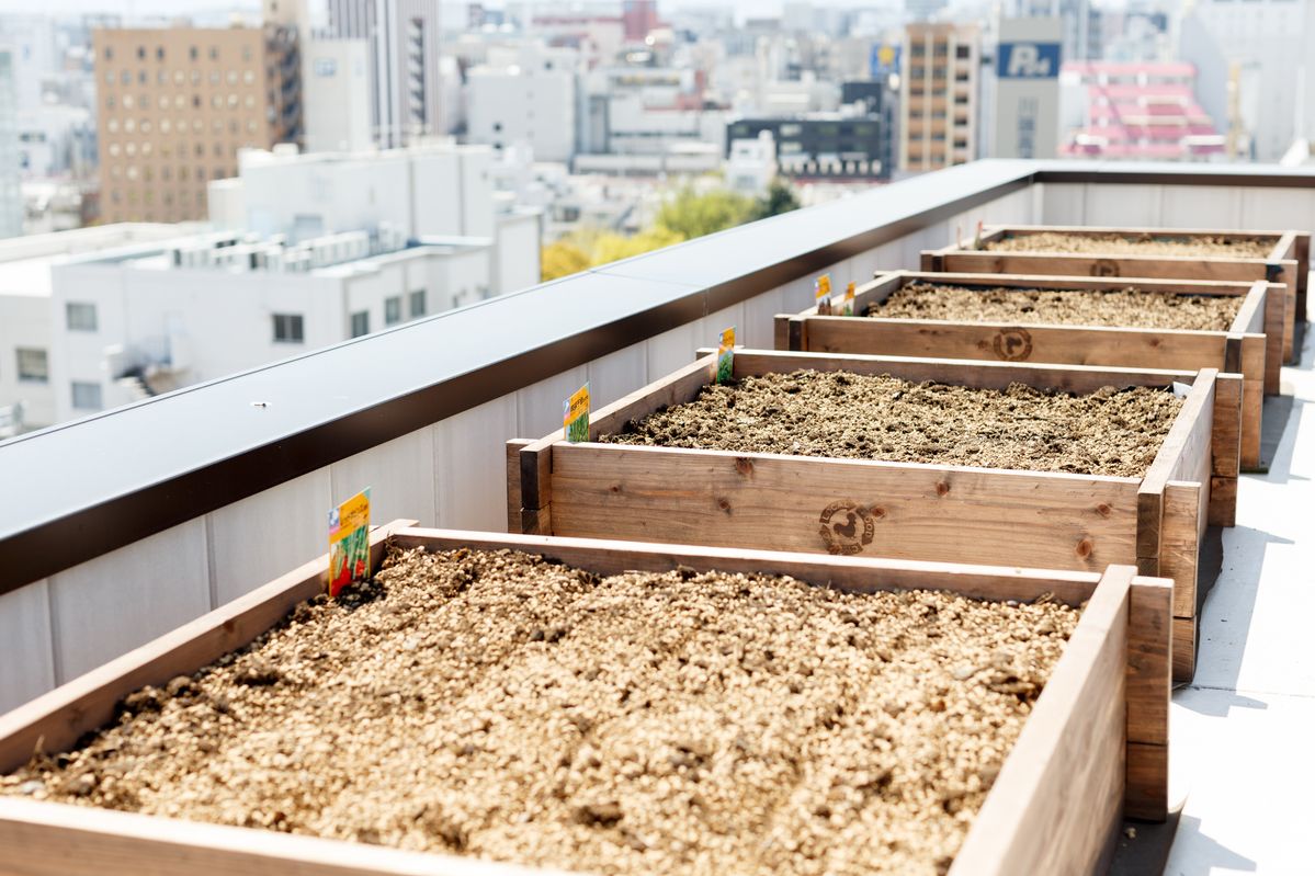 屋上菜園の様子