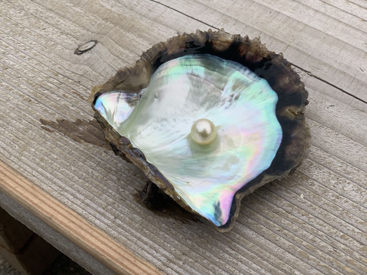 減少傾向にあるアコヤ貝