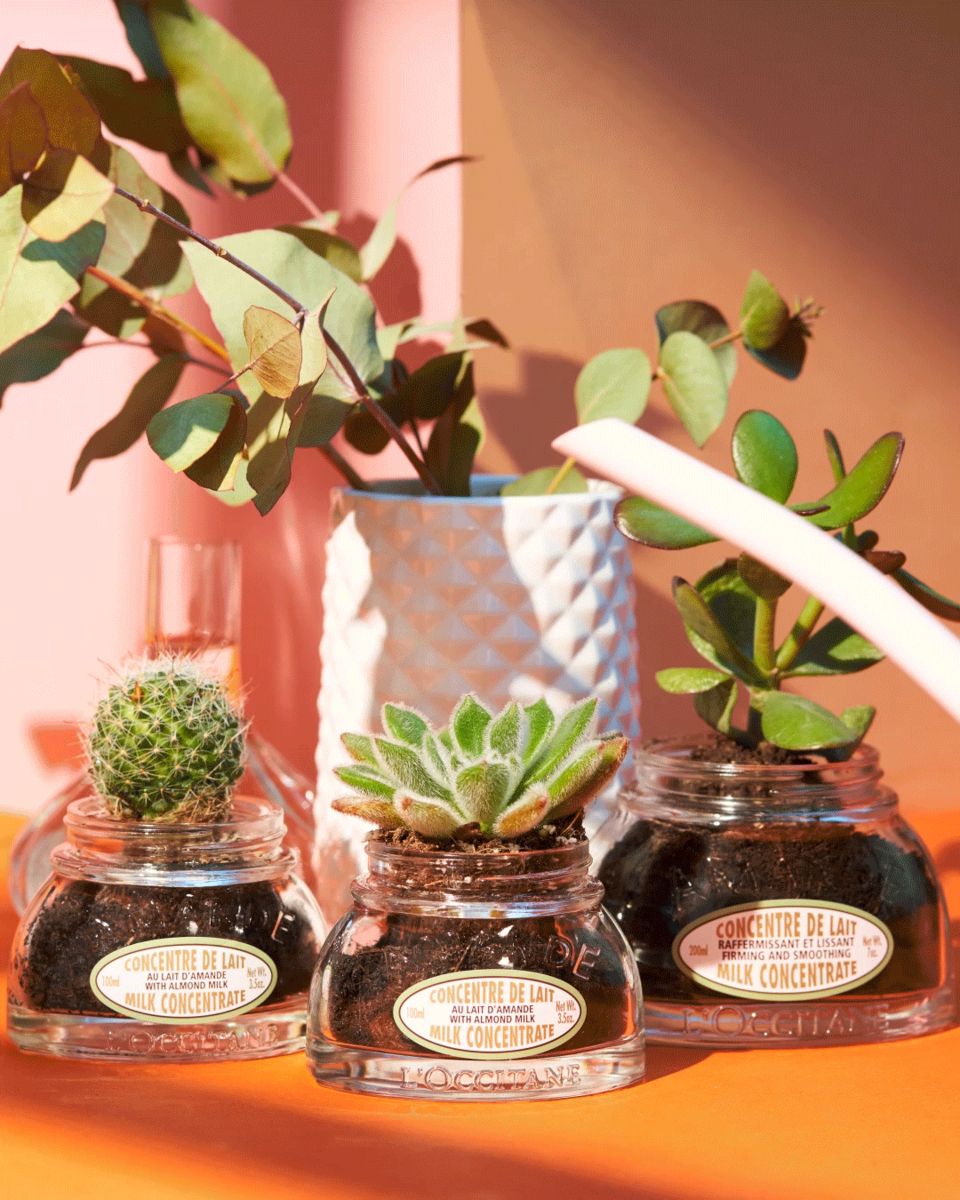 サボテン鉢にアップサイクル