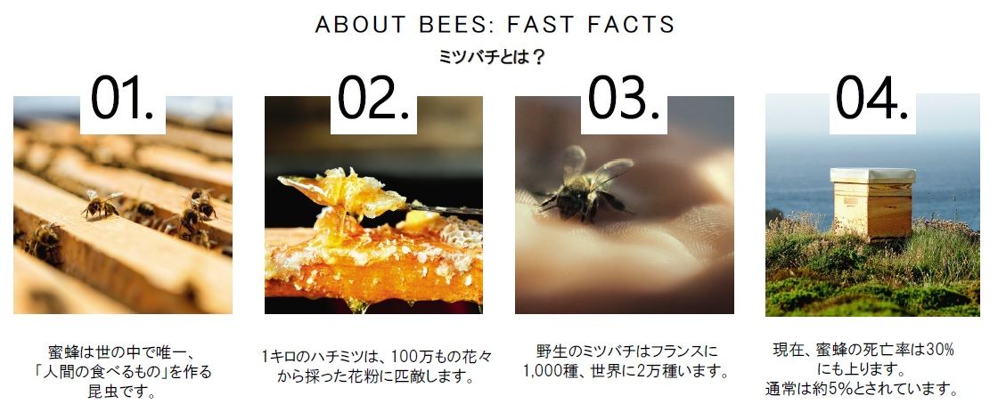 ミツバチについて
