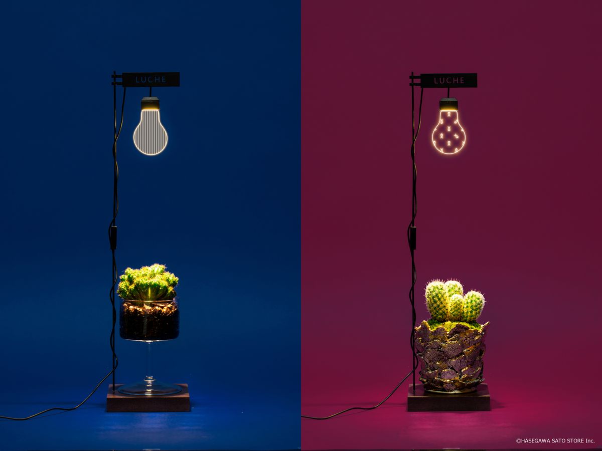 サボテンとルーチェ