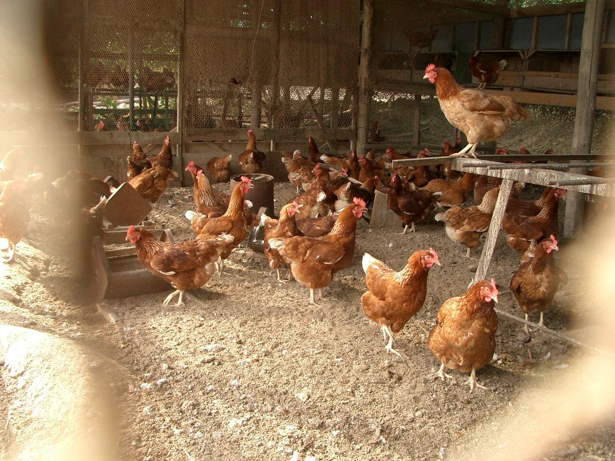 鶏舎で飼育されている鶏