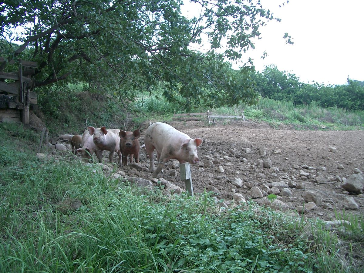 放牧されている豚