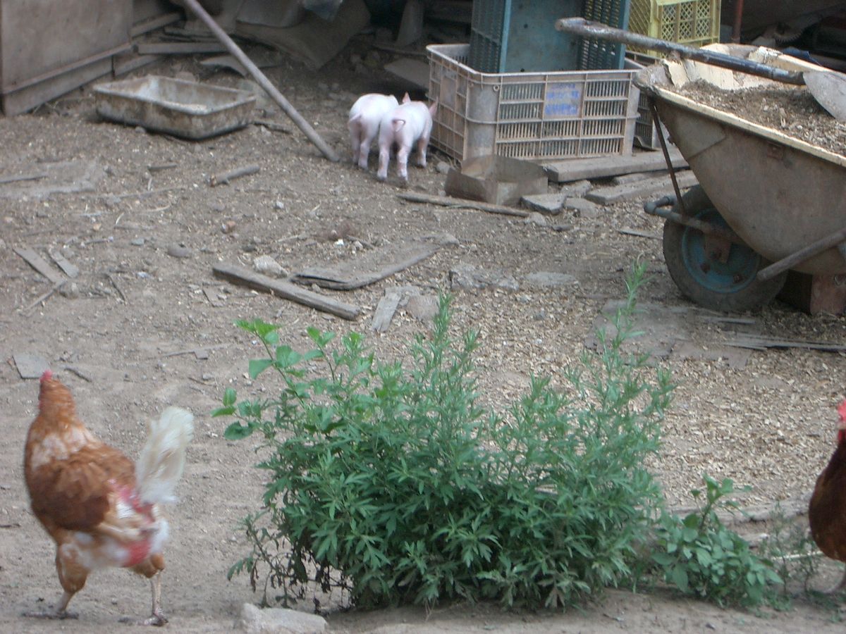 放牧されている鶏と豚