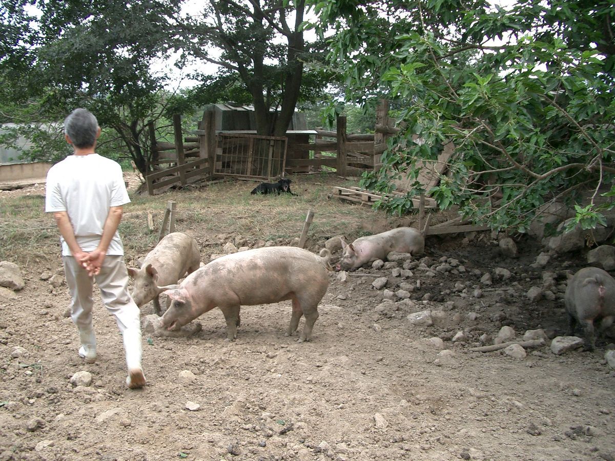 放牧されている豚と飼育者の男性