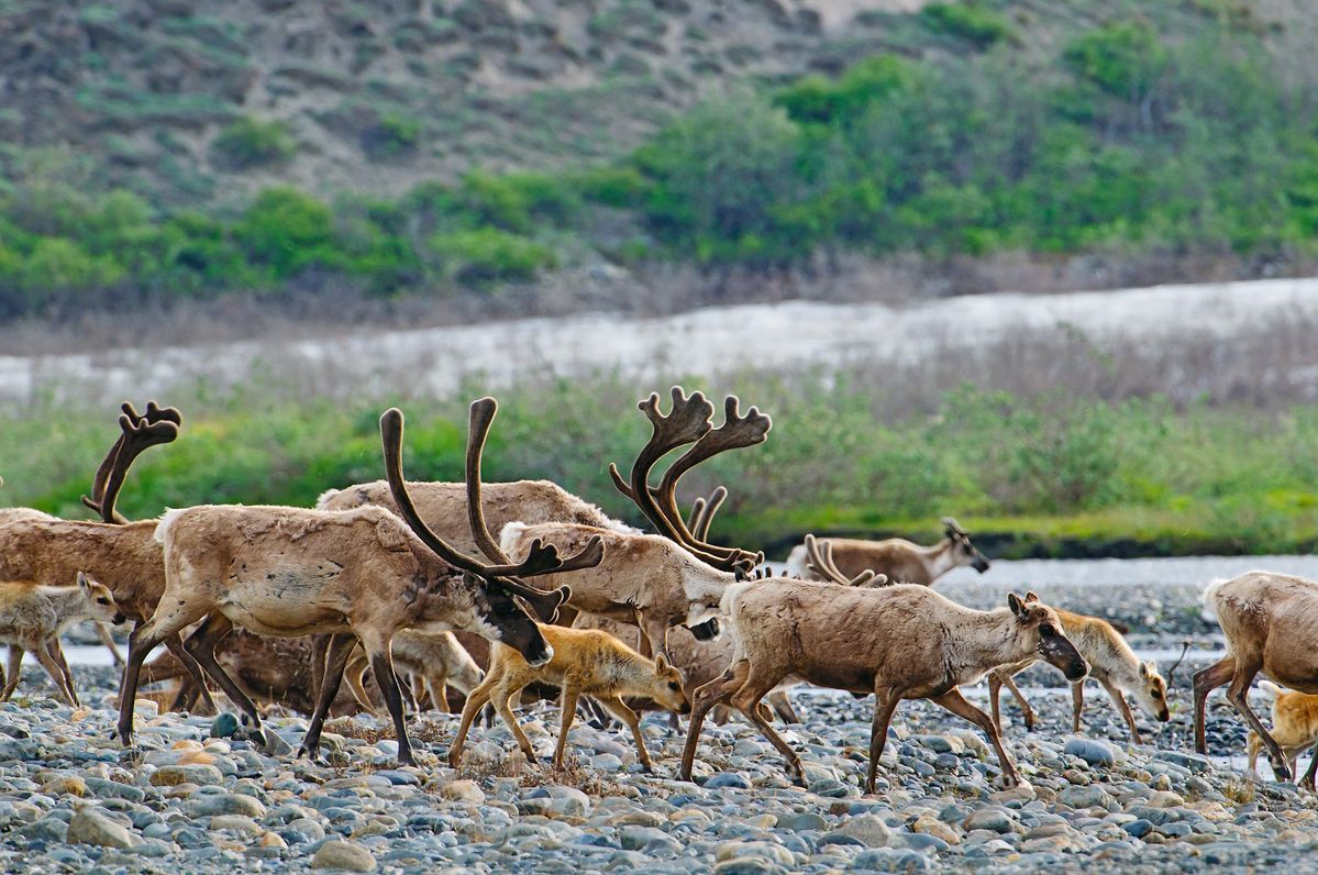 大自然を歩くトナカイ