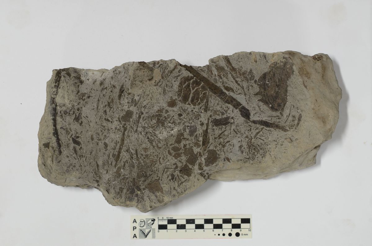 国内最古のメタセコイア化石