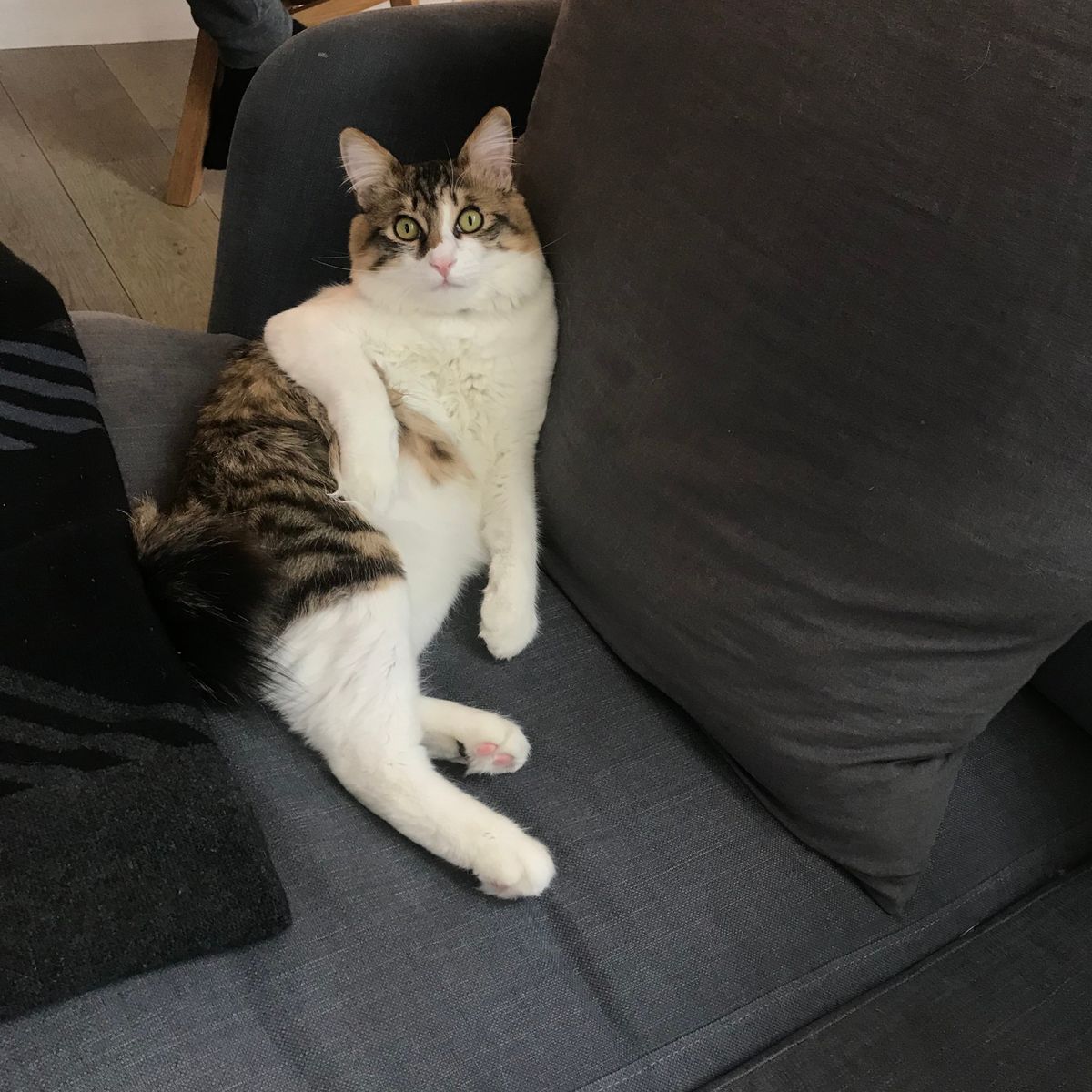 大草直子の飼う保護猫、パニータの画像①
