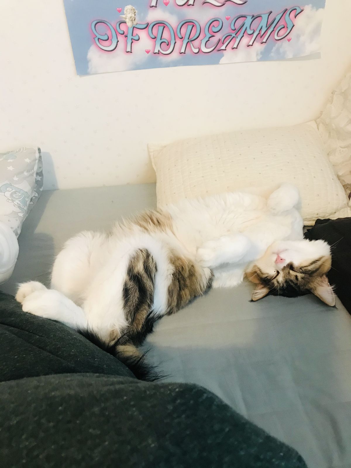 大草直子の飼う保護猫、パニータの画像②