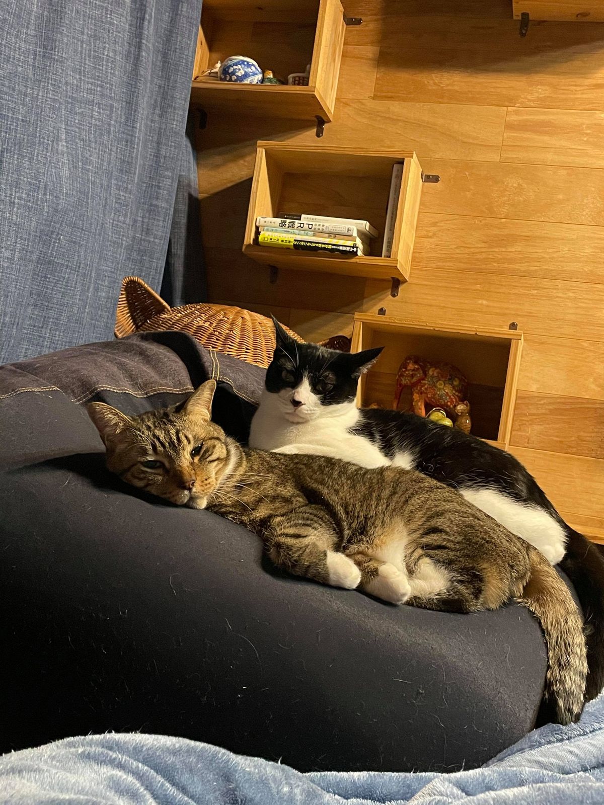 ネコリパブリック代表・河瀬麻花さんの飼う保護猫の画像