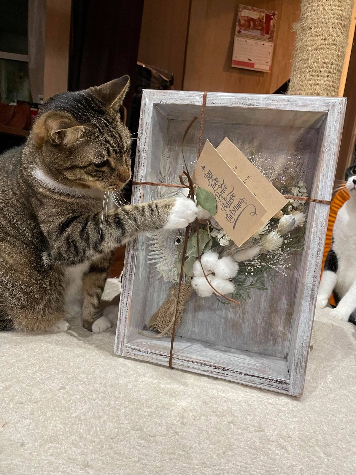 ネコリパブリック代表・河瀬麻花さんの飼う保護猫、どろろの画像
