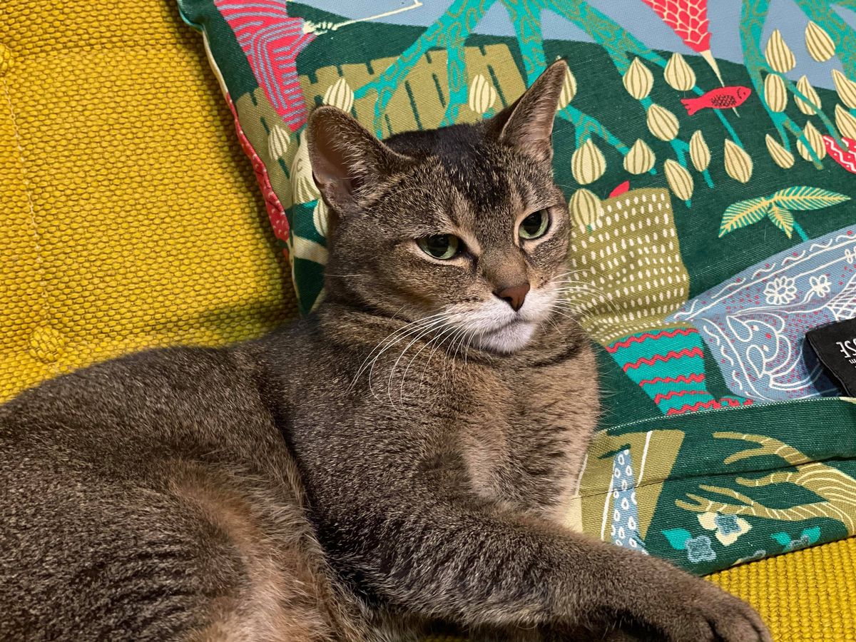 ネコリパブリック代表・河瀬麻花さんの飼う保護猫、チャカの画像