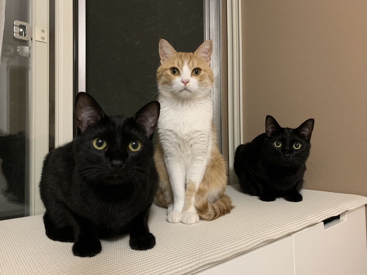 松島花と保護猫の写真②