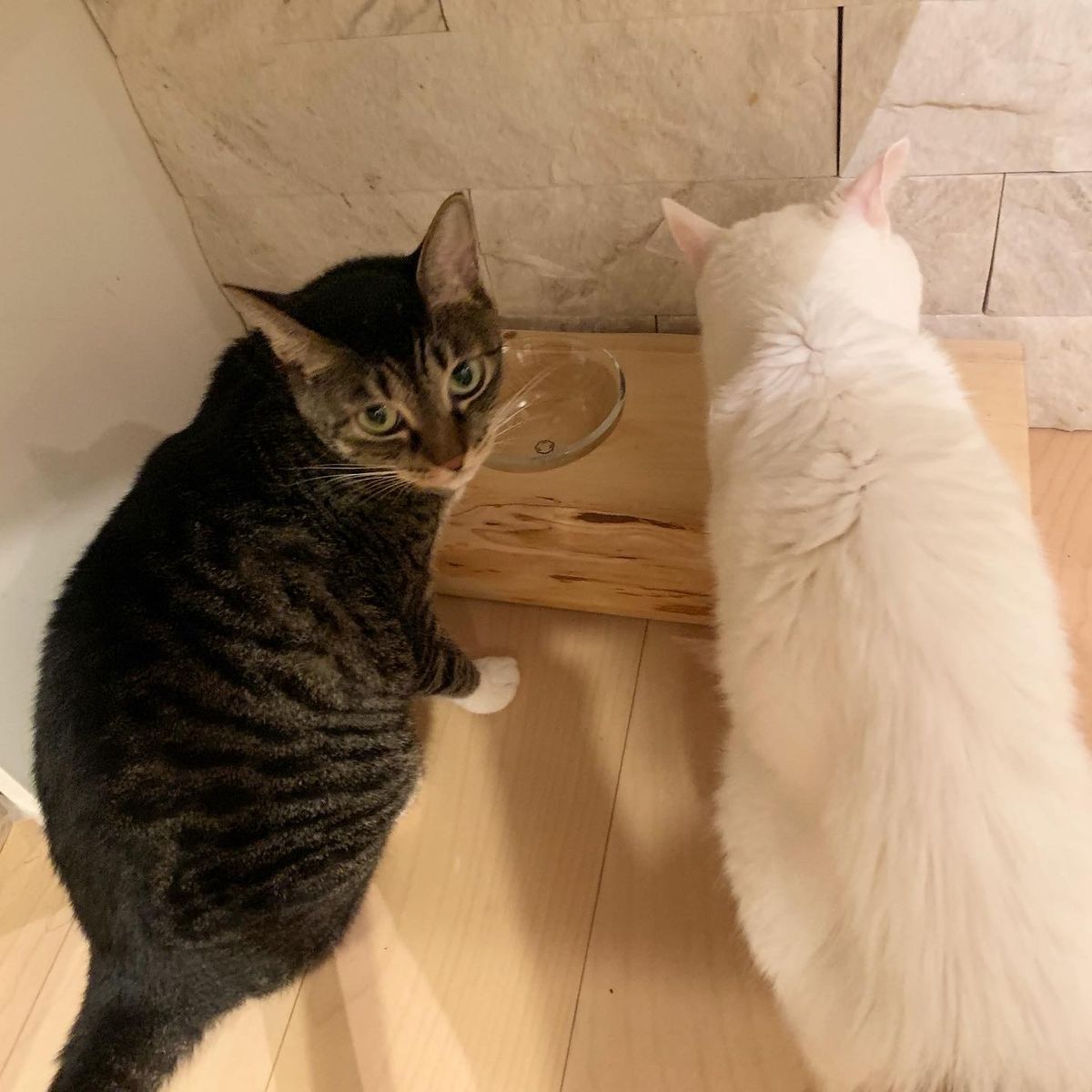 こちらを見つめる猫