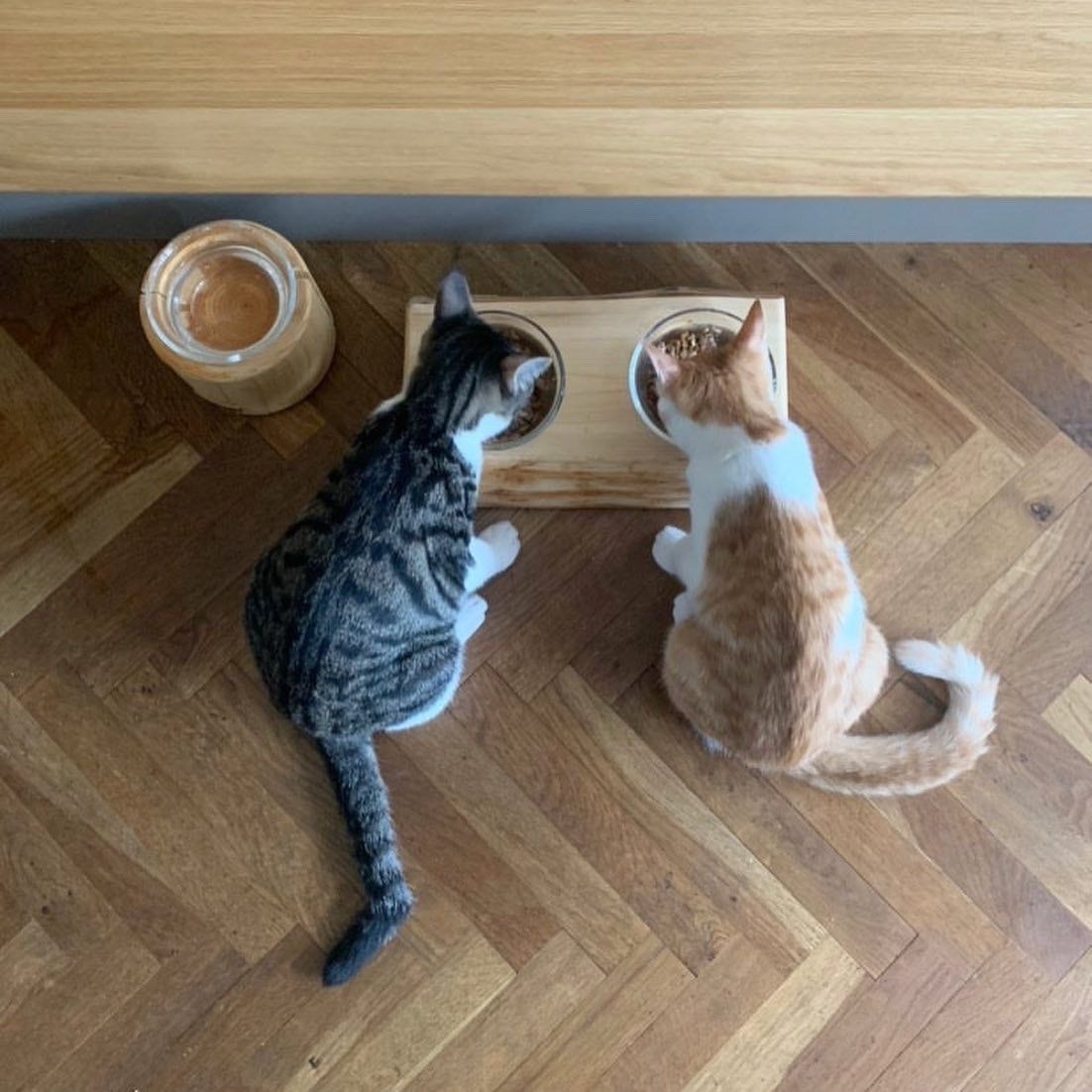 ペットテーブルを囲む2匹の猫