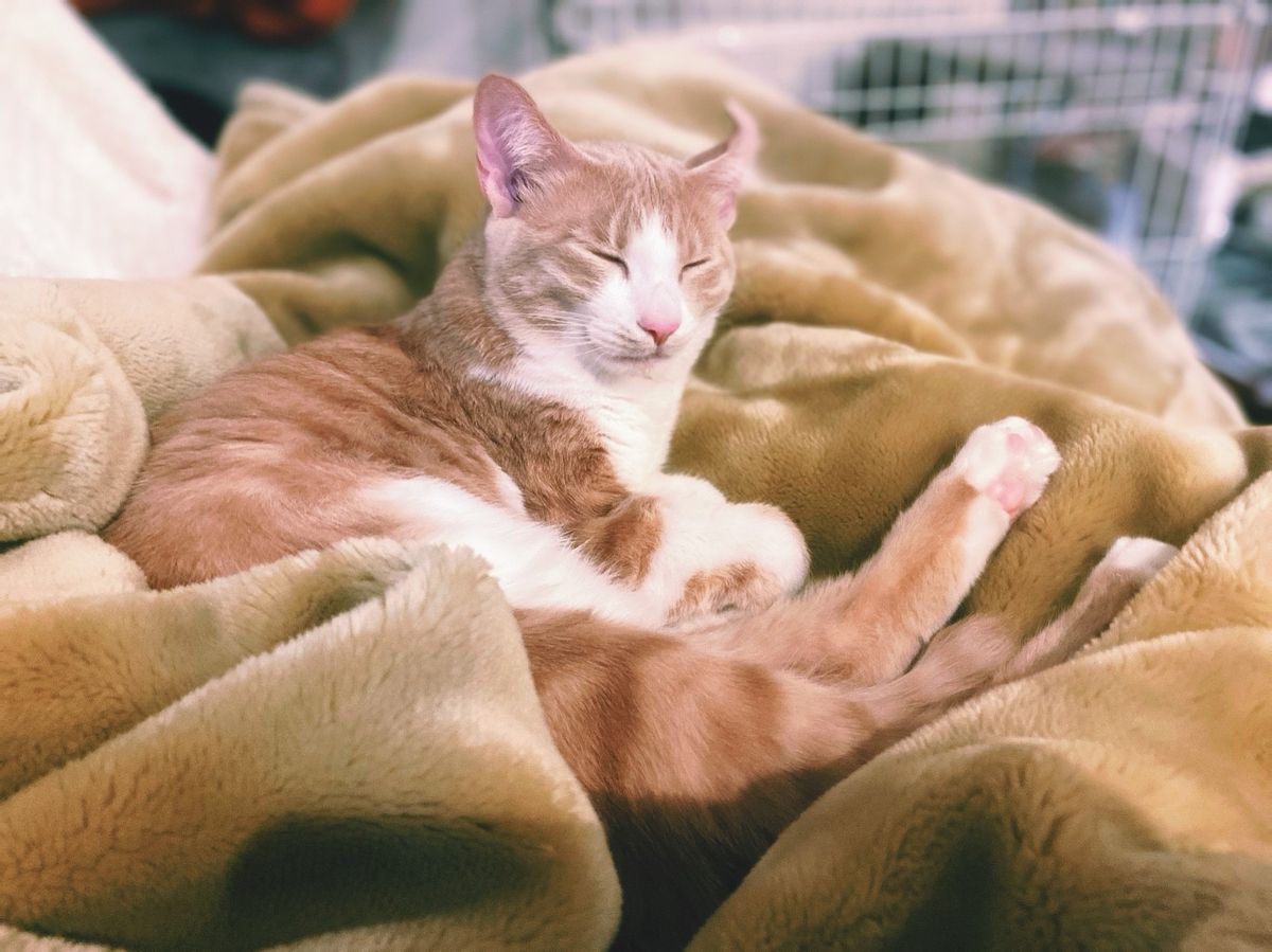 寺井幸也の飼うぬこ殿とわか様の画像②