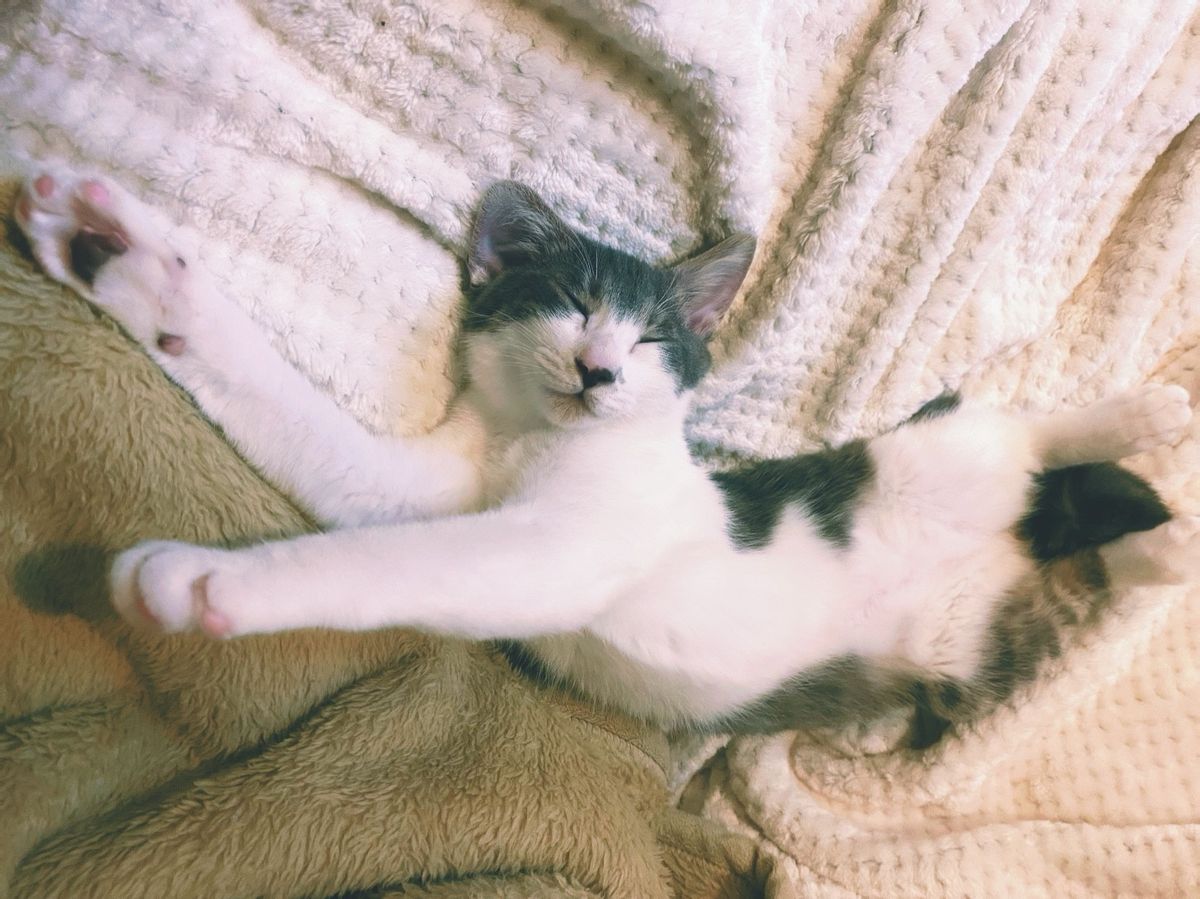 寺井幸也の飼うぬこ殿とわか様の画像③