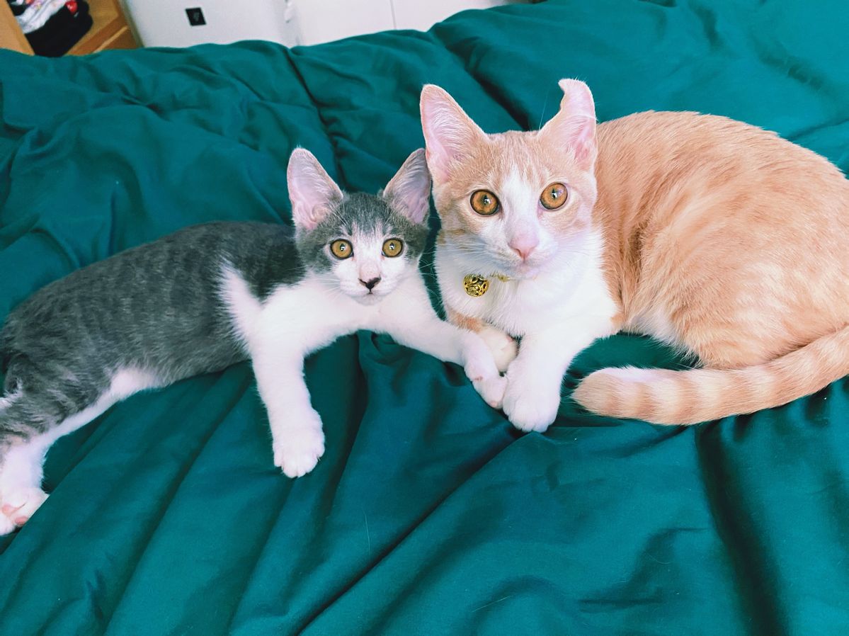 寺井幸也の飼うぬこ殿とわか様の画像①