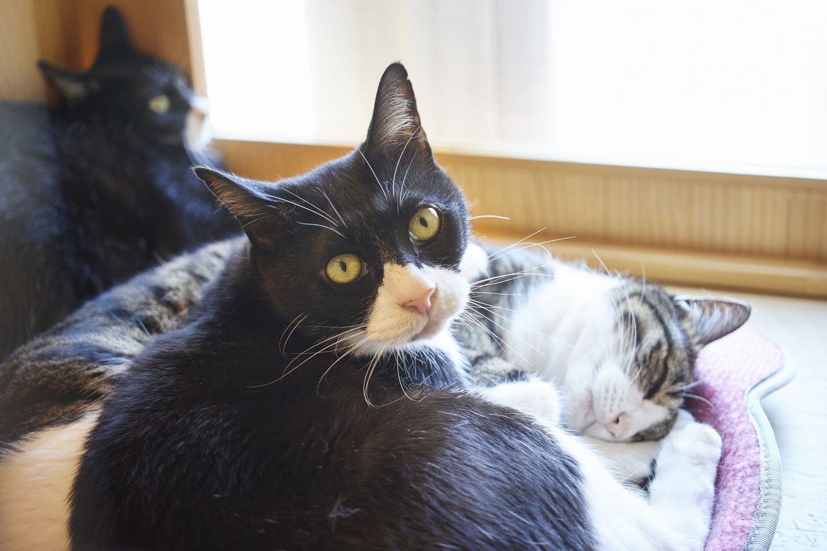 くつろいでいる3匹の猫
