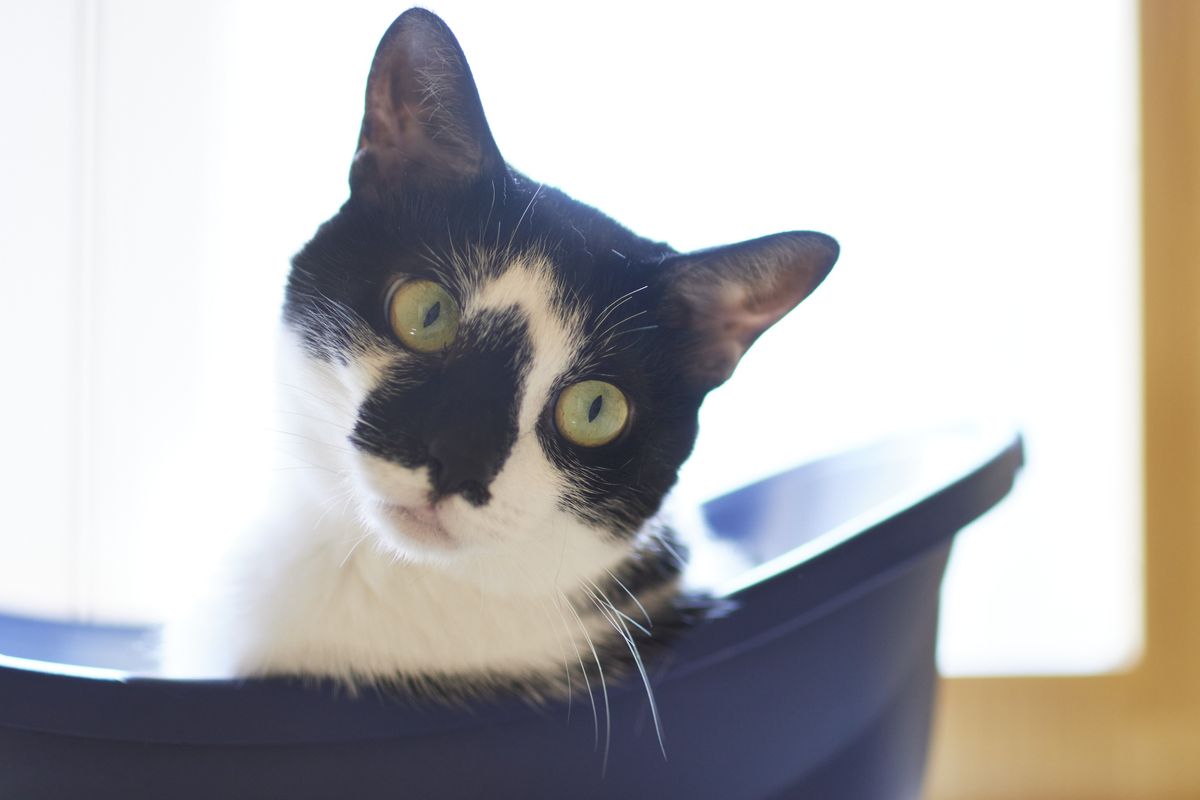 こちらを見つめる猫