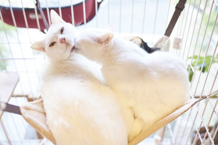 猫の殺処分はなぜ多いのか 犬よりも５倍近く処分されてしまうその理由 Eleminist エレミニスト