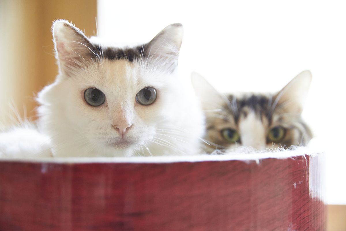 こちらを見つめる2匹の猫