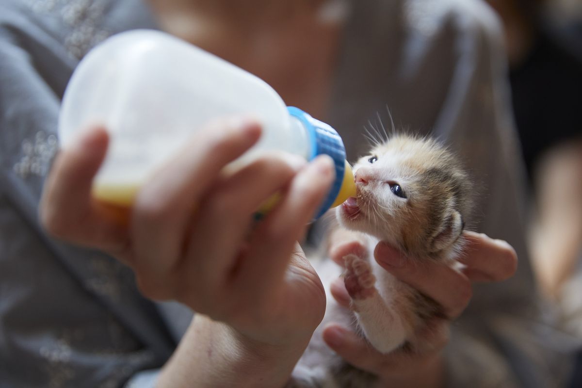 ミルクを飲む子猫
