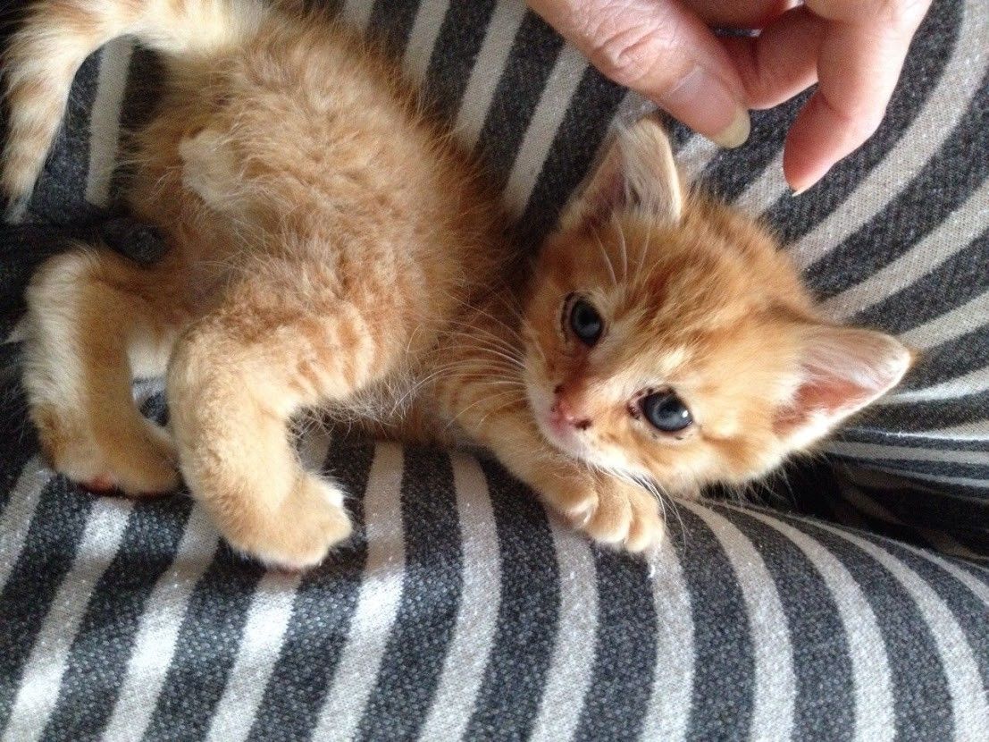 60家の木村遼の飼うロワの画像①