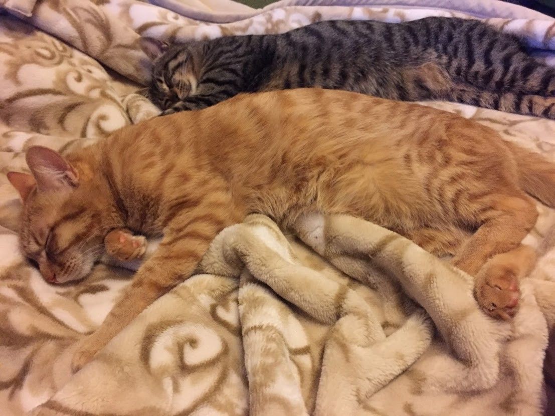 60家の木村遼の飼うロワの画像③