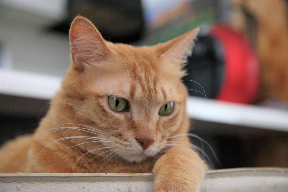 60家の木村遼の飼うロワの画像②