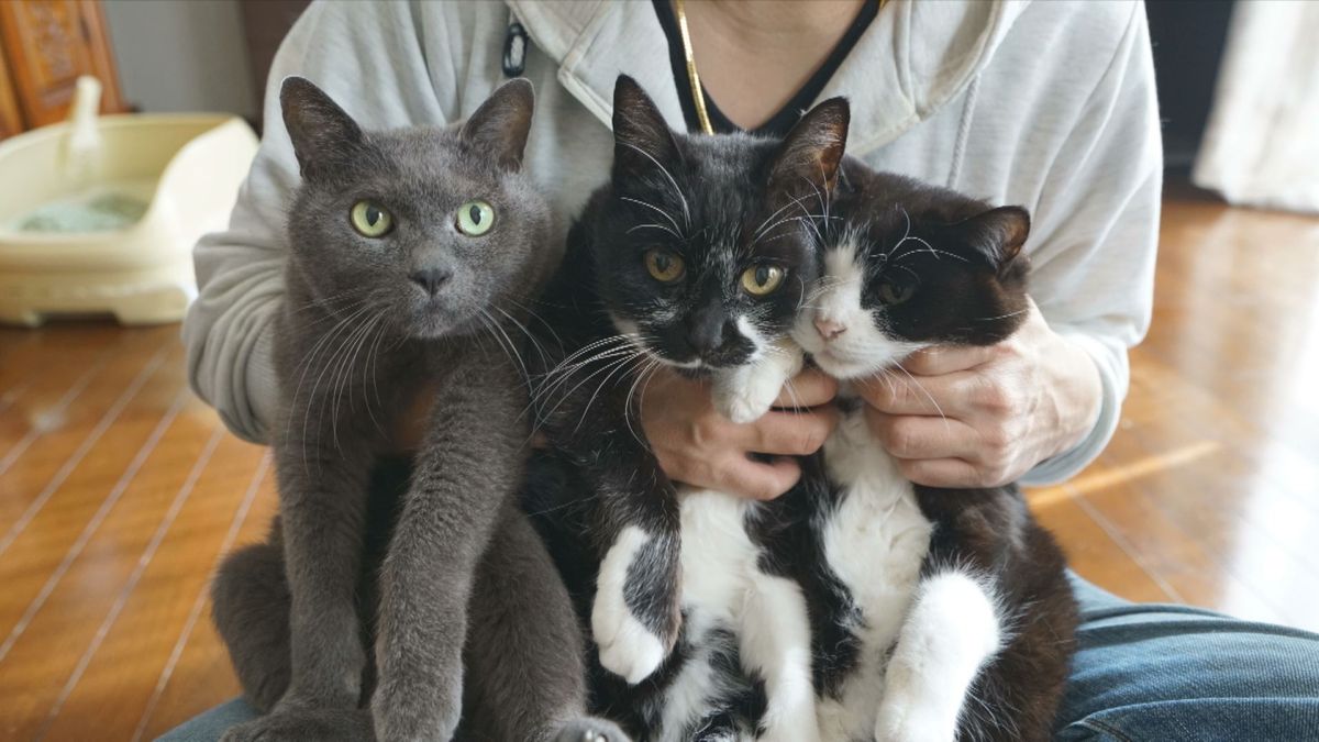 猫株式会社の小林一樹の飼う猫の画像④