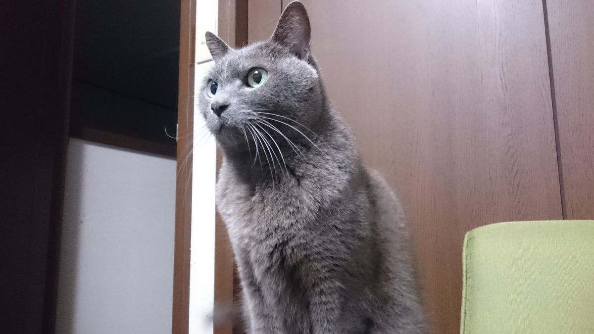 猫株式会社の小林一樹の飼う猫の画像①