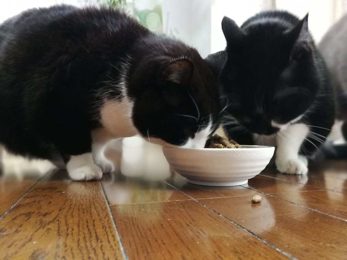 猫株式会社の小林一樹の飼う猫の画像③