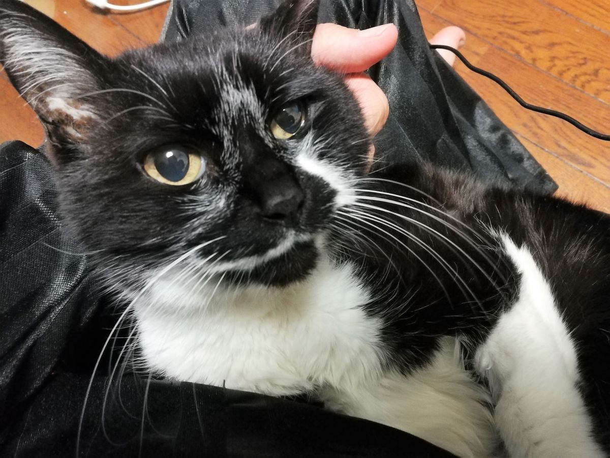 猫株式会社の小林一樹の飼う猫の画像②