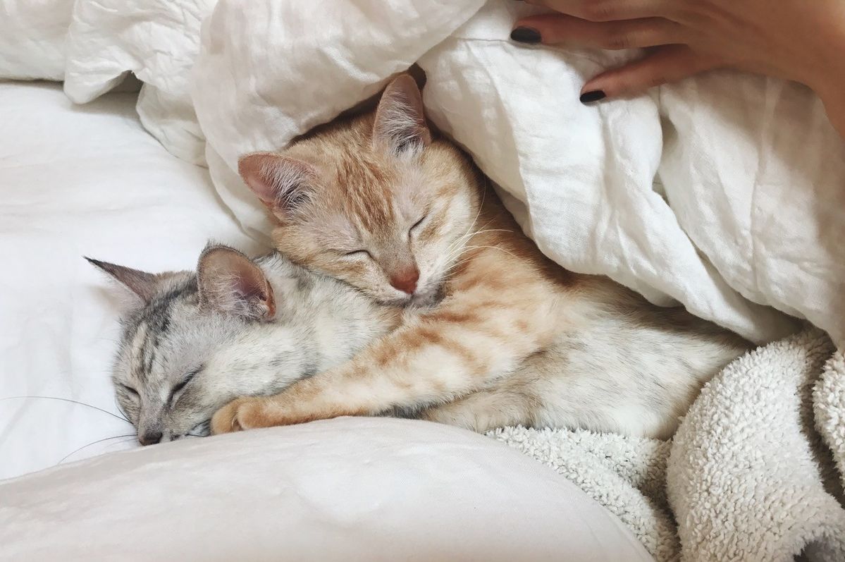 DEPTのeriが飼う保護猫の画像①