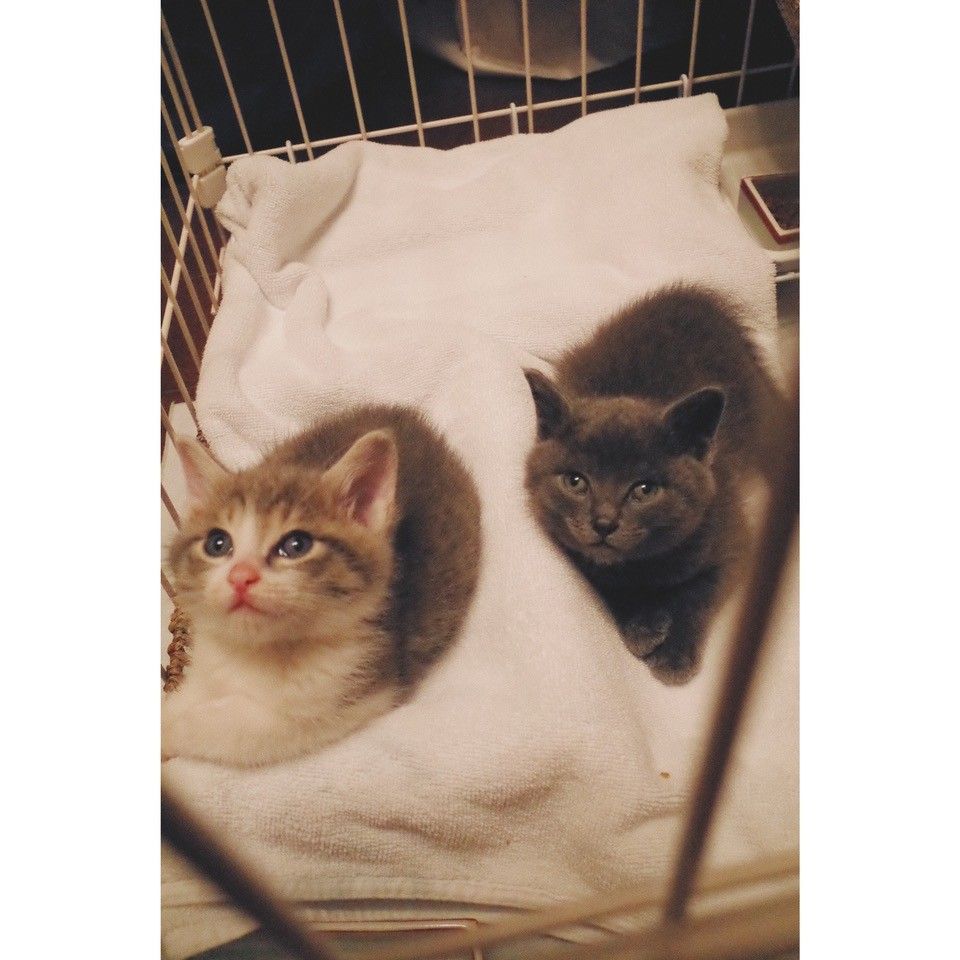 DEPTのeriが飼う保護猫の画像②