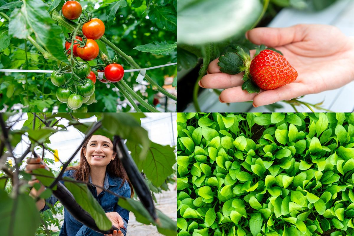 各種食材の写真とケリー氏