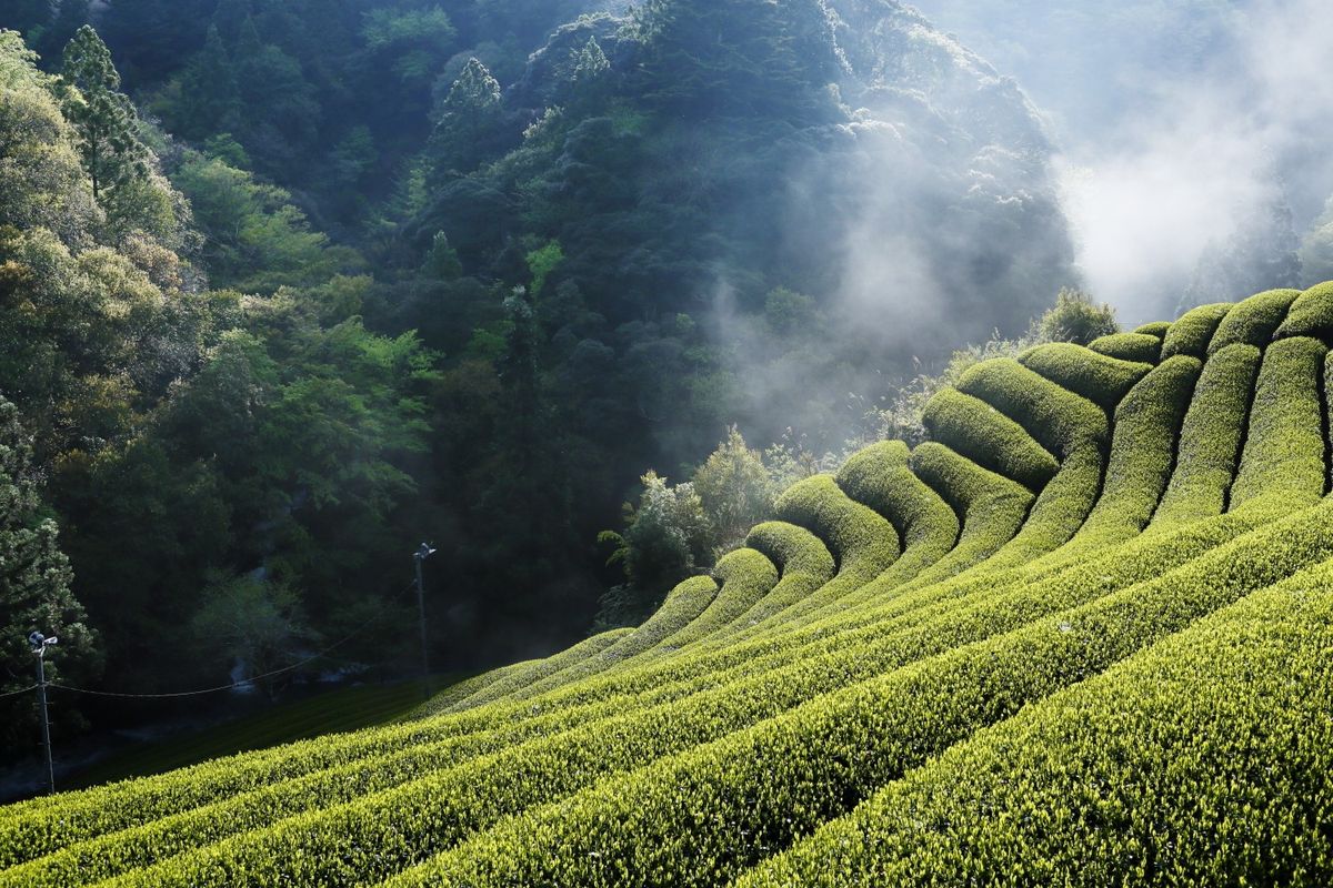産地の茶畑