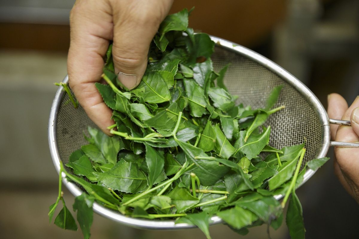 ざるの上に置かれた茶葉
