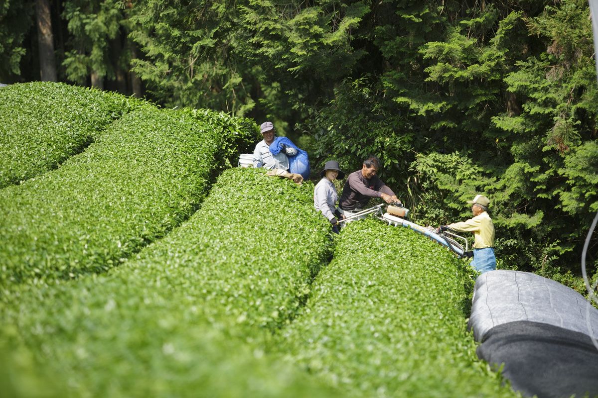お茶を栽培する様子