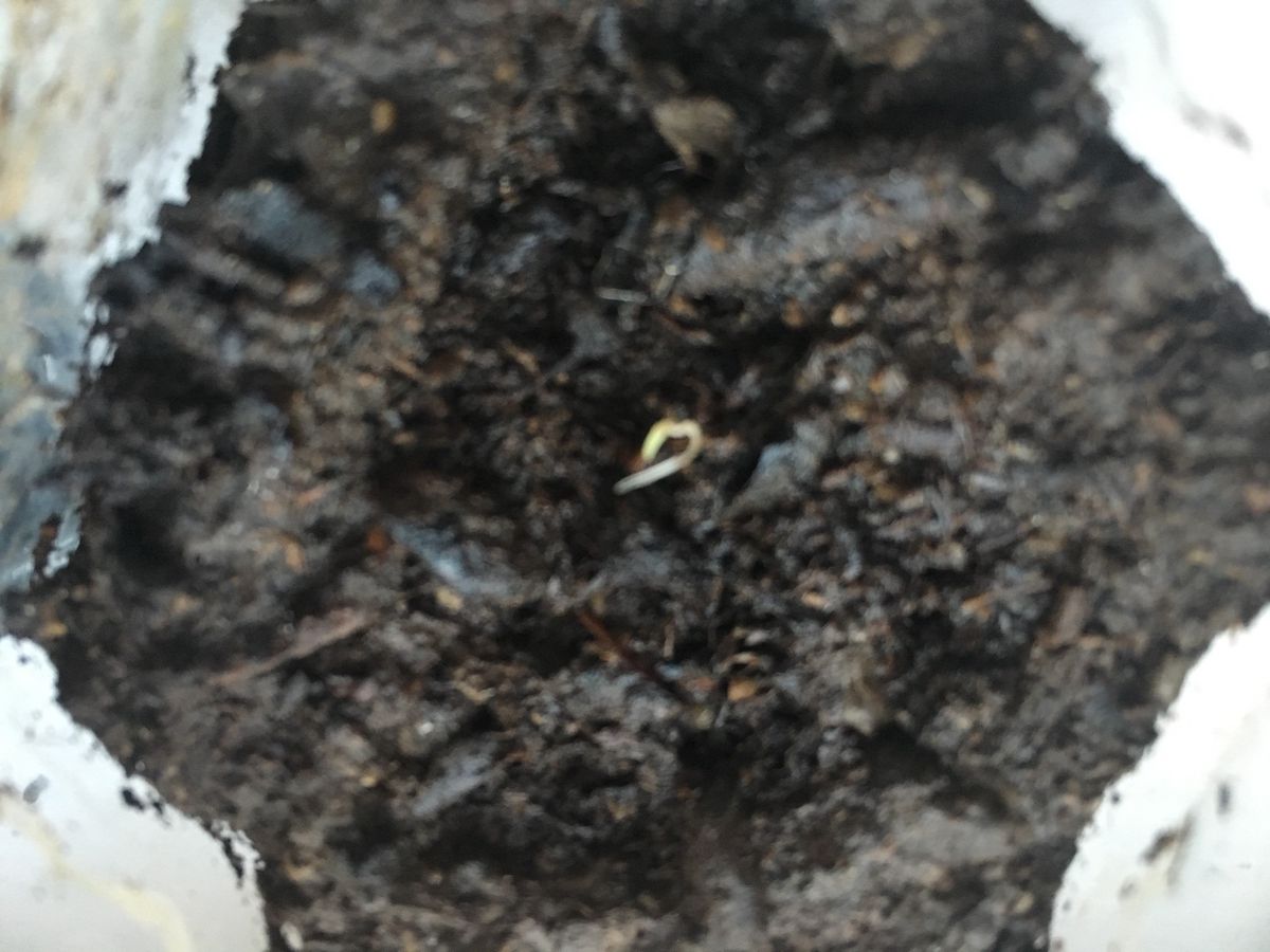 目が出てきたトマト