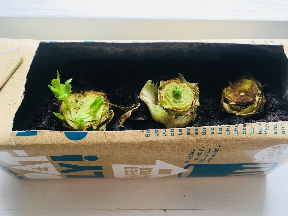 リボベジ用のロメインレタス5日目