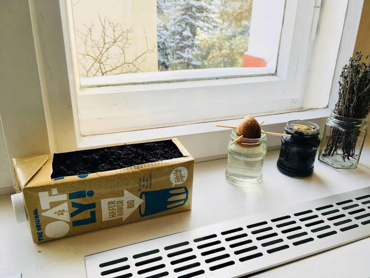 水耕栽培と土の栽培