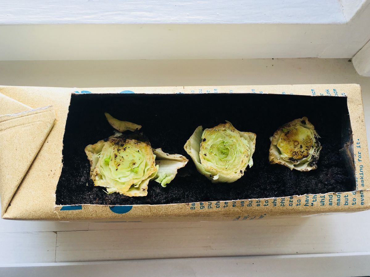 リボベジ用のロメインレタス