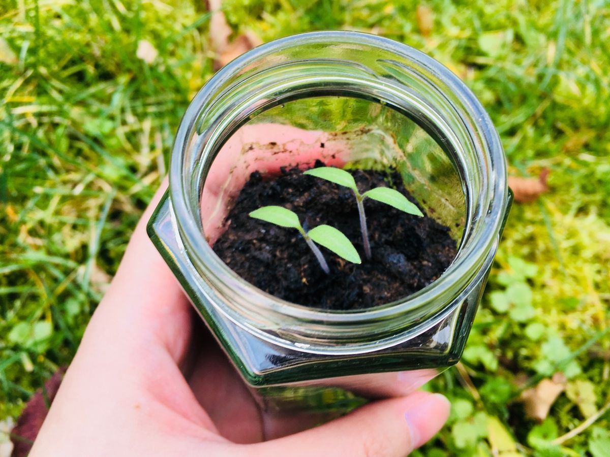 2つの発芽したトマト