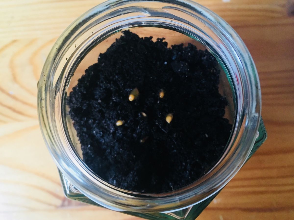 タネを土に並べる