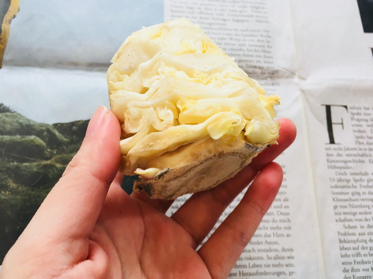 キャベツの切れ端:リボベジ用