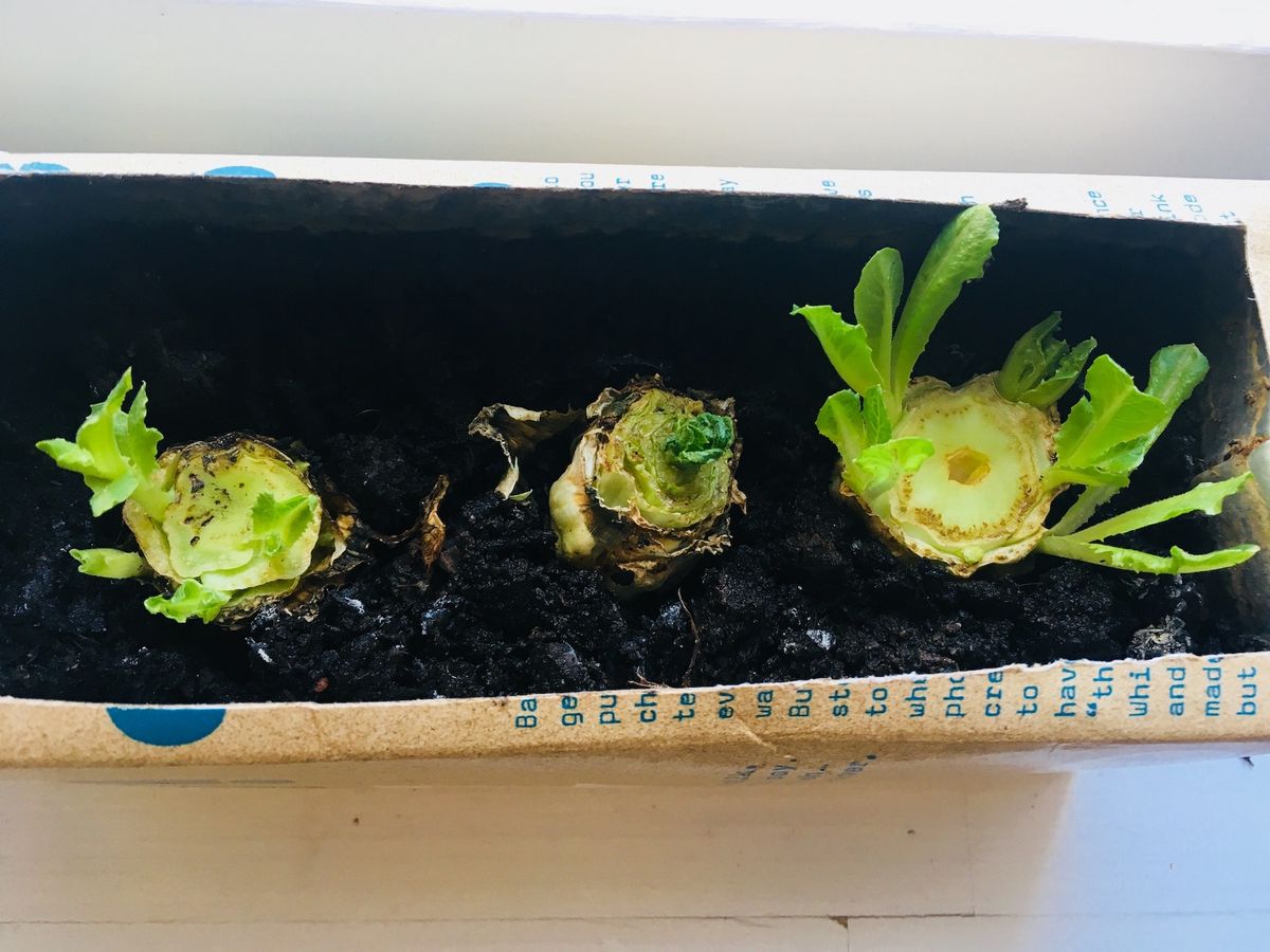 リボベジ用のロメインレタス:8日後